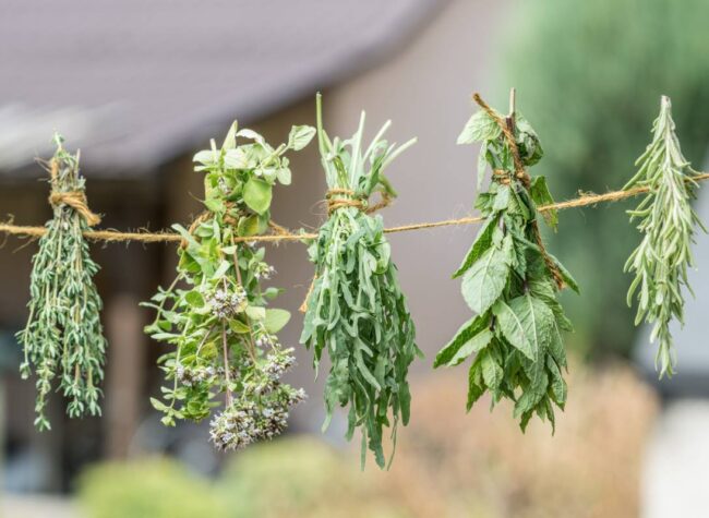 jak suszyć zioła
