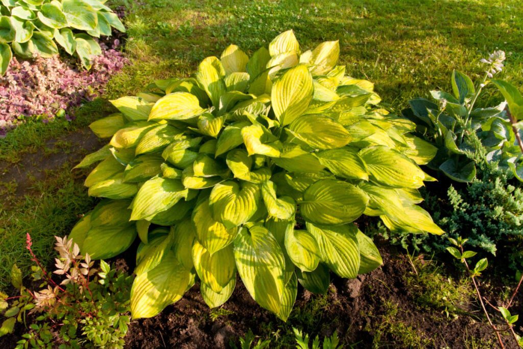 Jak wygląda żółta funkia?