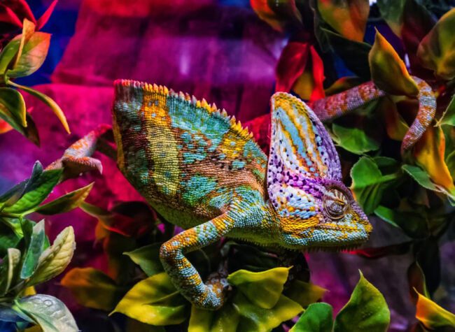 Jaszczurki domowe - kameleon