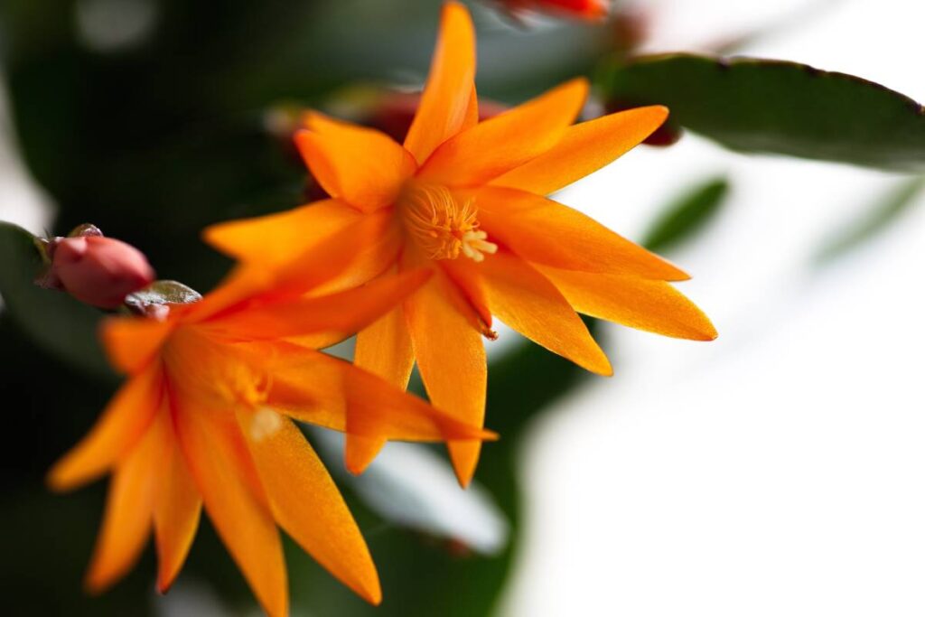 kwitnąca szlumbergera