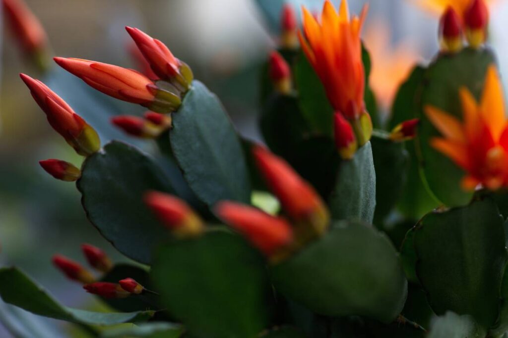 kwitnący zygokaktus