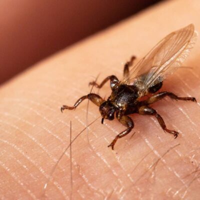 latające kleszcze_czy są groźne