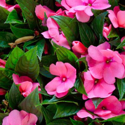 niecierpek gdzie sadzić