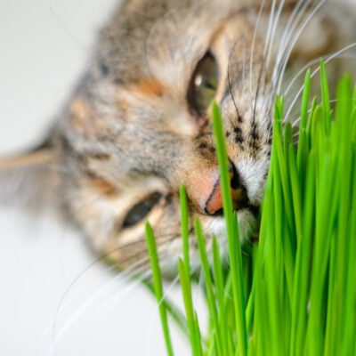 rośliny bezpieczne dla kota