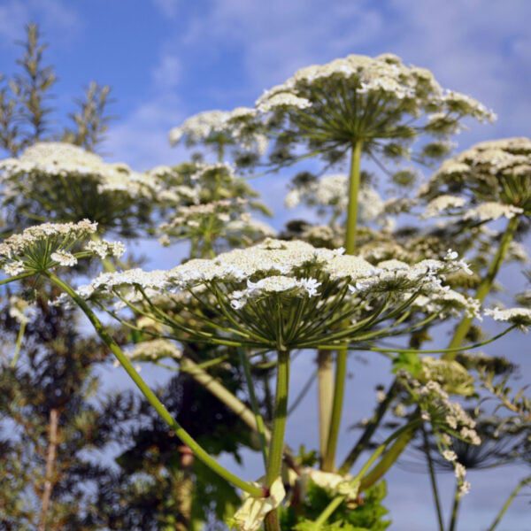rośliny trujące - barszcz sosnowskiego