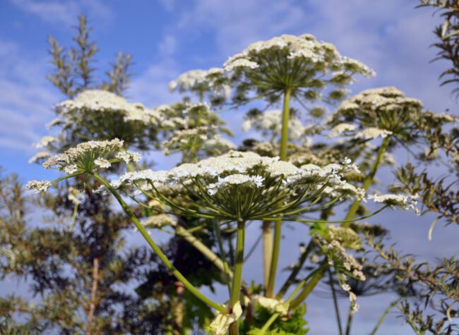 rośliny trujące - barszcz sosnowskiego