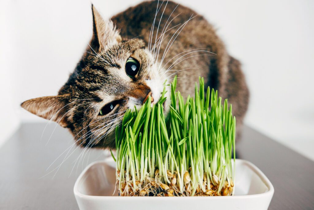 Trawa - rośliny bezpieczne dla kota 