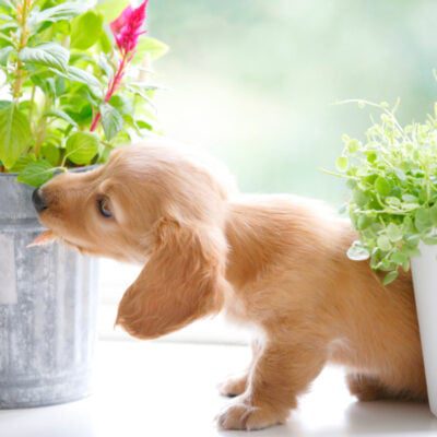 rośliny trujące dla psa