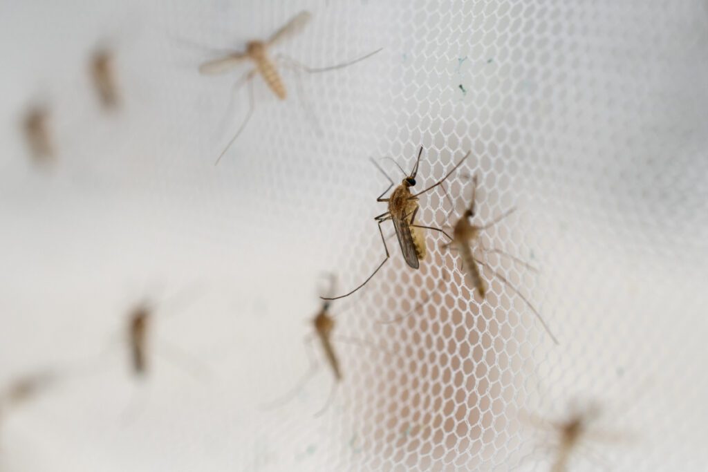 Warto chronić się przed owadami, stosując siatkę na komary