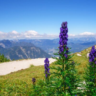 5 najbardziej trujących roślin w polsce