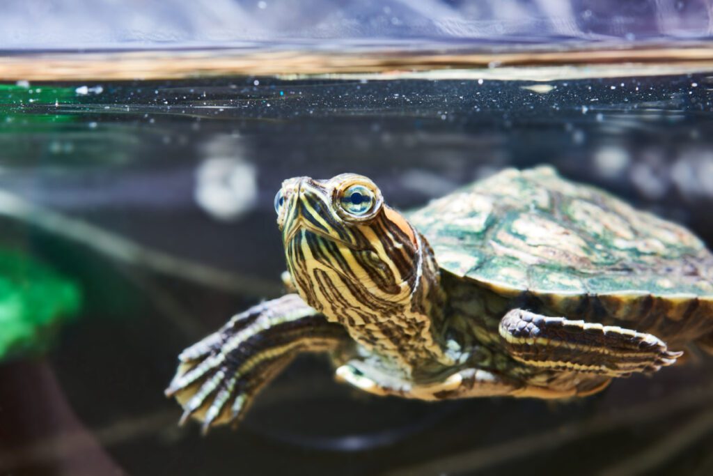 Żółw domowy - wodno-lądowy