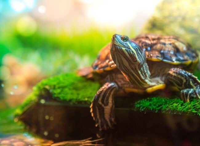 Żółw domowy wodno-lądowy