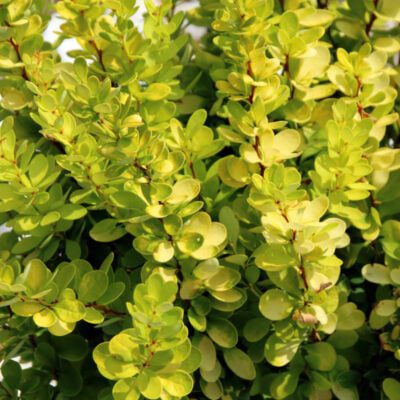 kiedy przyciąć berberys