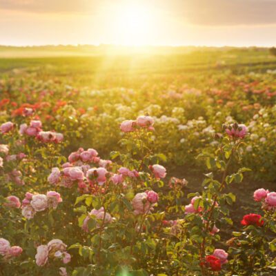 co kwitnie we wrześniu