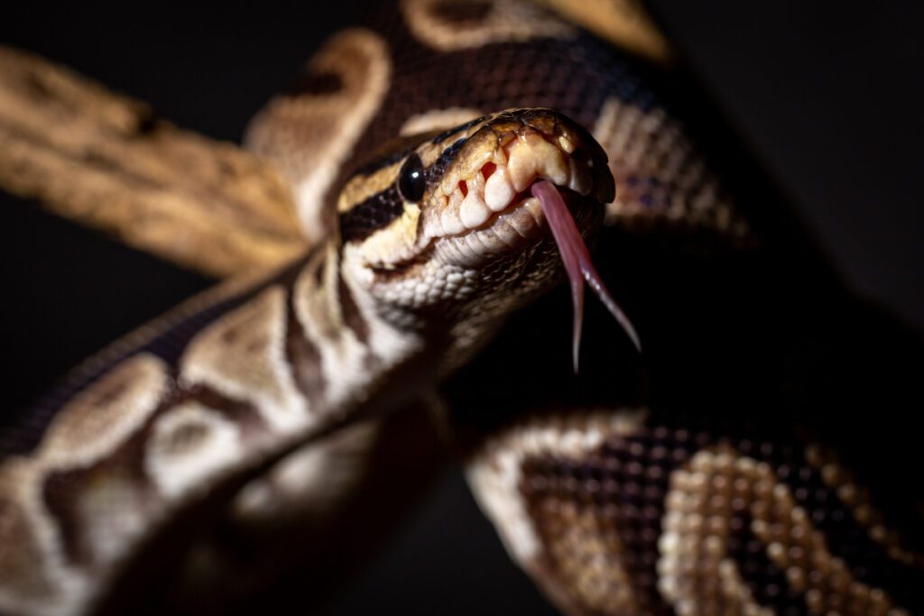Węże to niedrogie i chętnie wybierane egzotyczne zwierzęta domowe