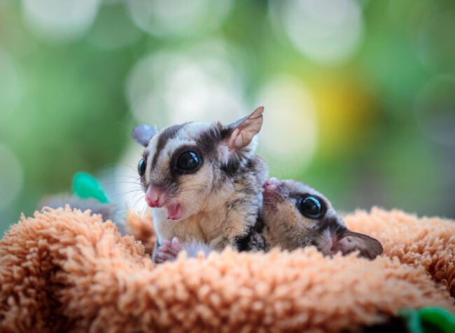 egzotyczne zwierzęta domowe - Lotopałanka karłowata