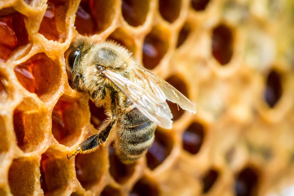 Hodowla pszczół - pszczoła w ulu