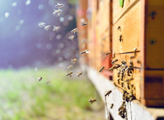 Ul - hodowla pszczół