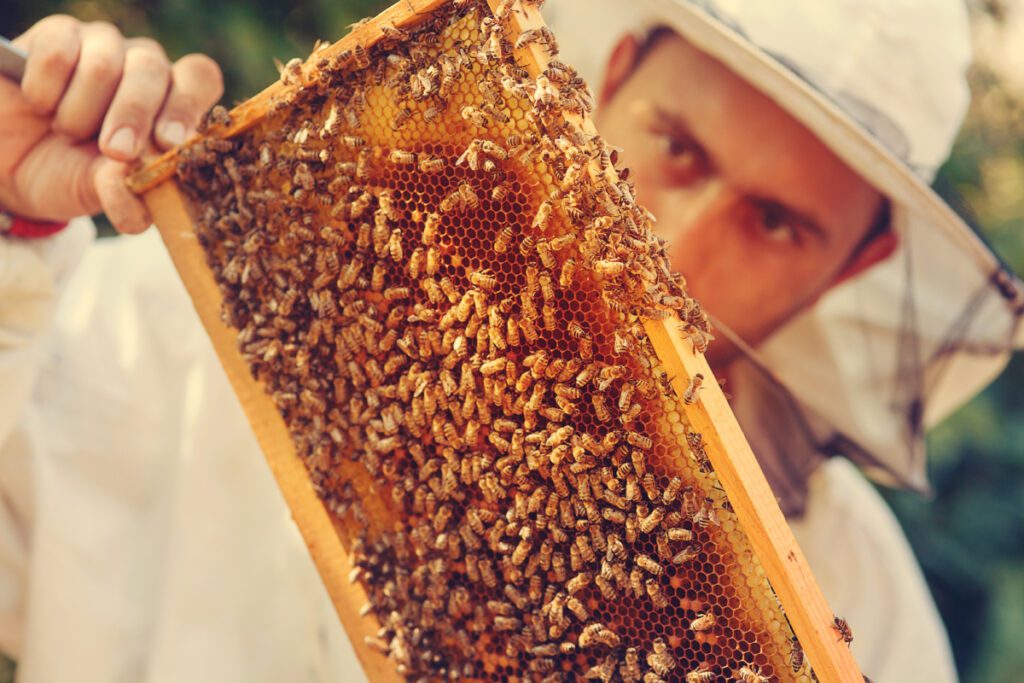 Pszczelarz w odzieży ochronnej