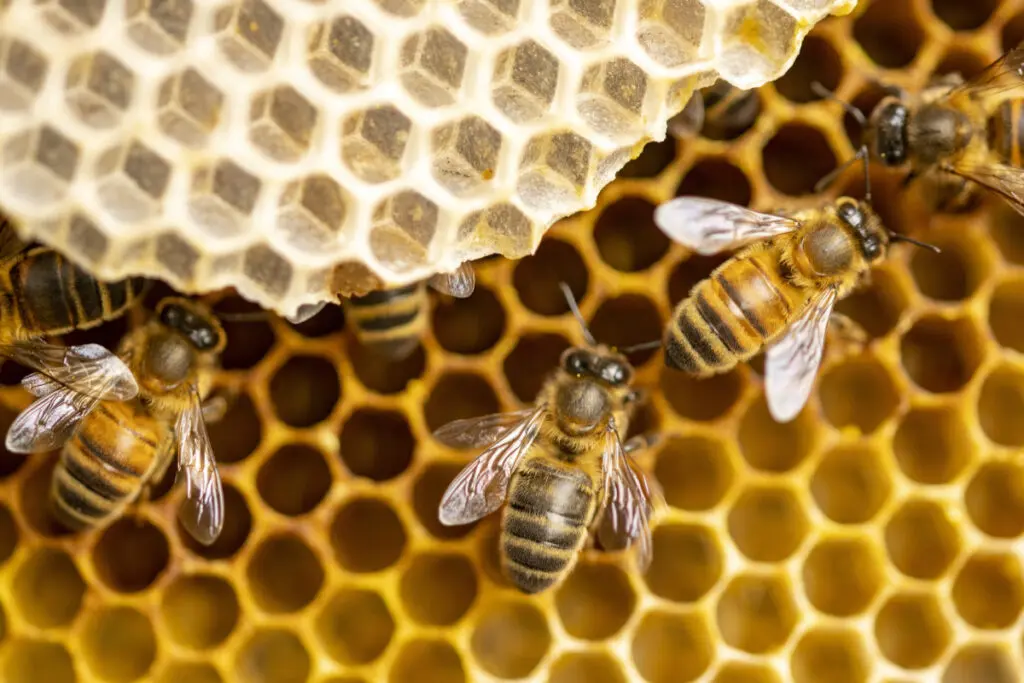 Pszczoła – jak wygląda? Ile żyje? Podstawowe informacje! - Home
