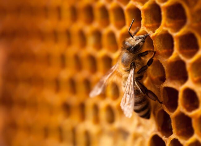 pszczoła w ulu