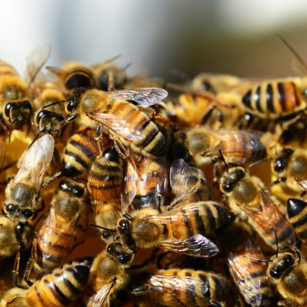 pszczoły miodne
