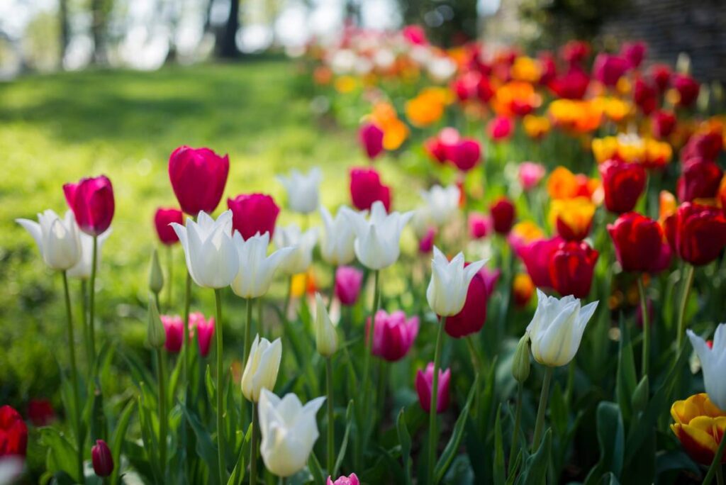 tulipany wkładamy do gruntu jesienią