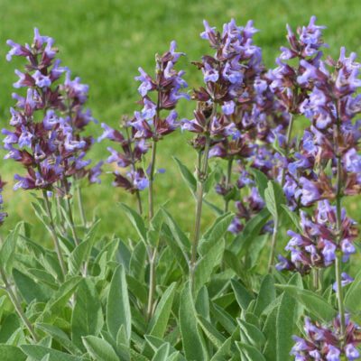 szałwia lekarska uprawa w ogrodzie