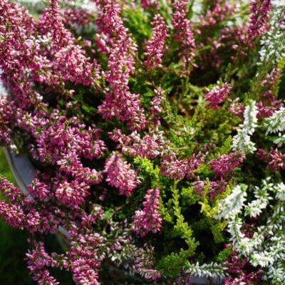 jak uratować uschnięty wrzos