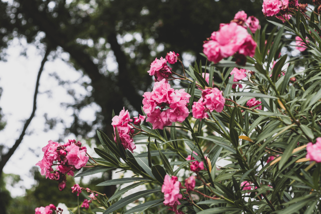 oleander