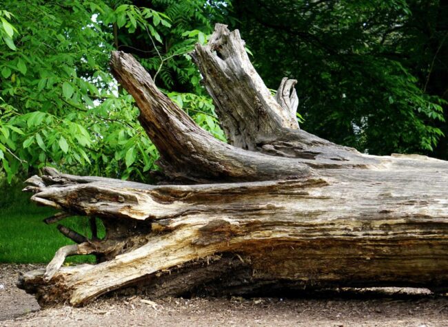 co można zrobić z pnia drzewa