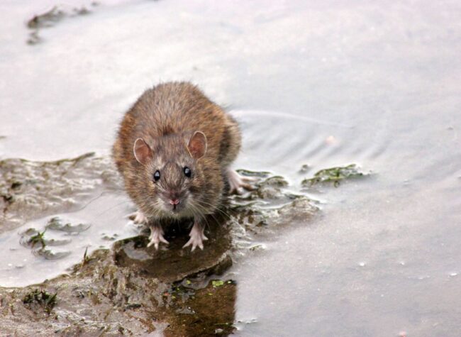 czego boją się szczury