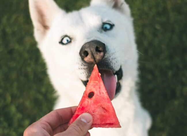 husky chętny zjeść kawałek arbuza