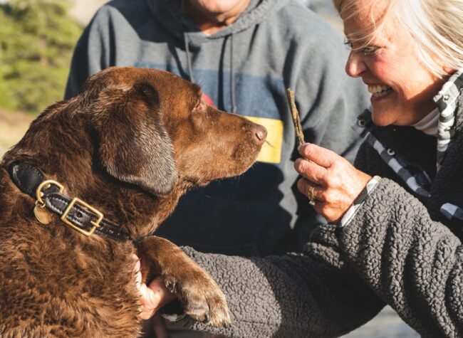 właściciel karmiący psa przekąską