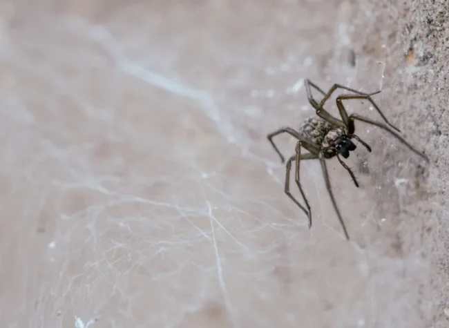 kątnik domowy stojący na kamiennej ścianie i pajęczynie