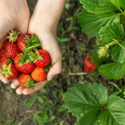 kiedy sadzić truskawki