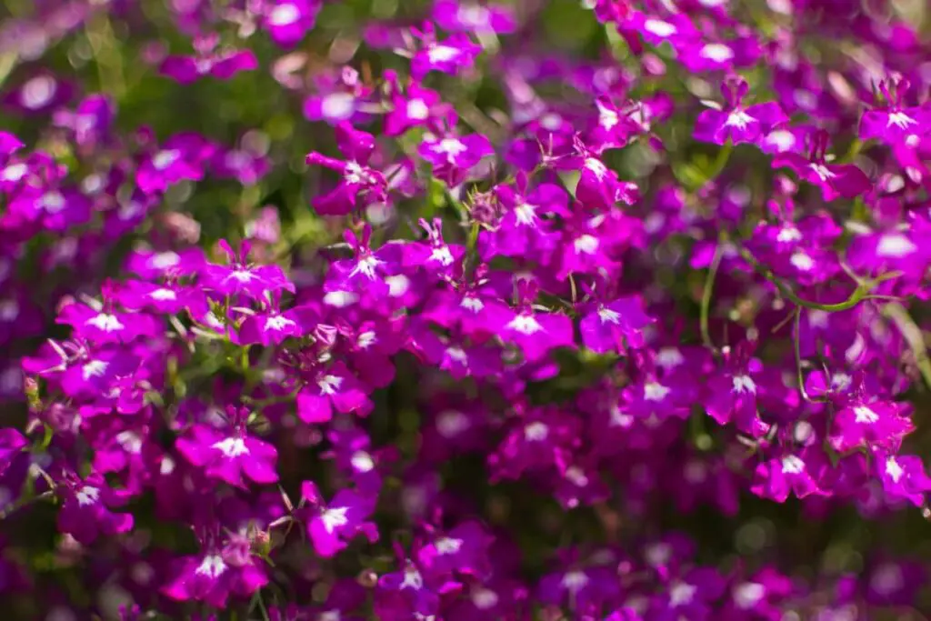 fioletowe kwiaty lobelii 