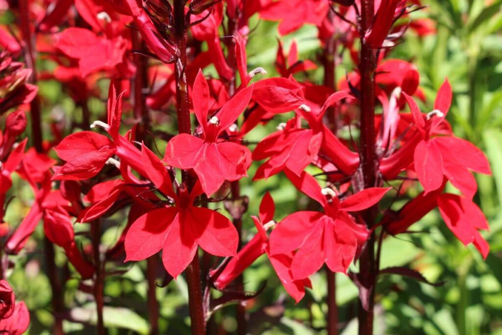 lobelia