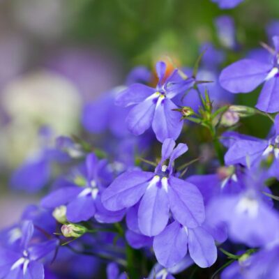 lobelia