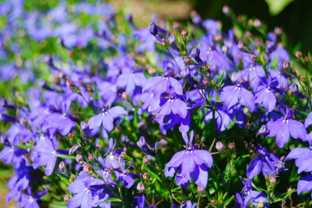 lobelia