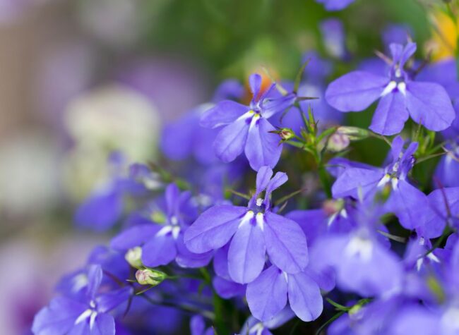 lobelia