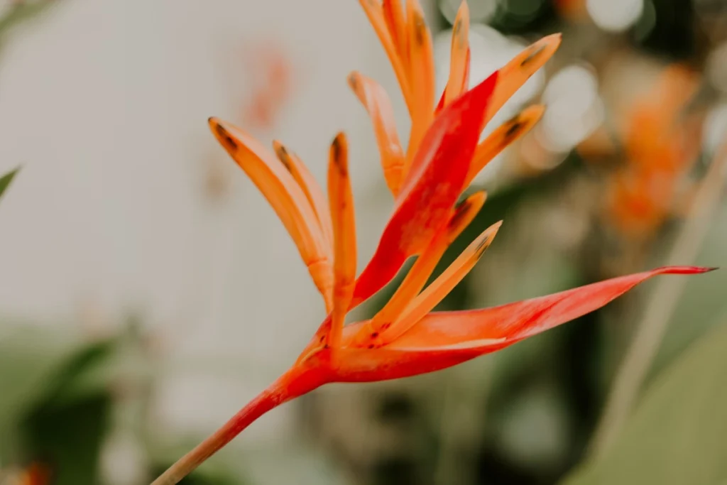 kwiat paciorecznik na rozmytym tle