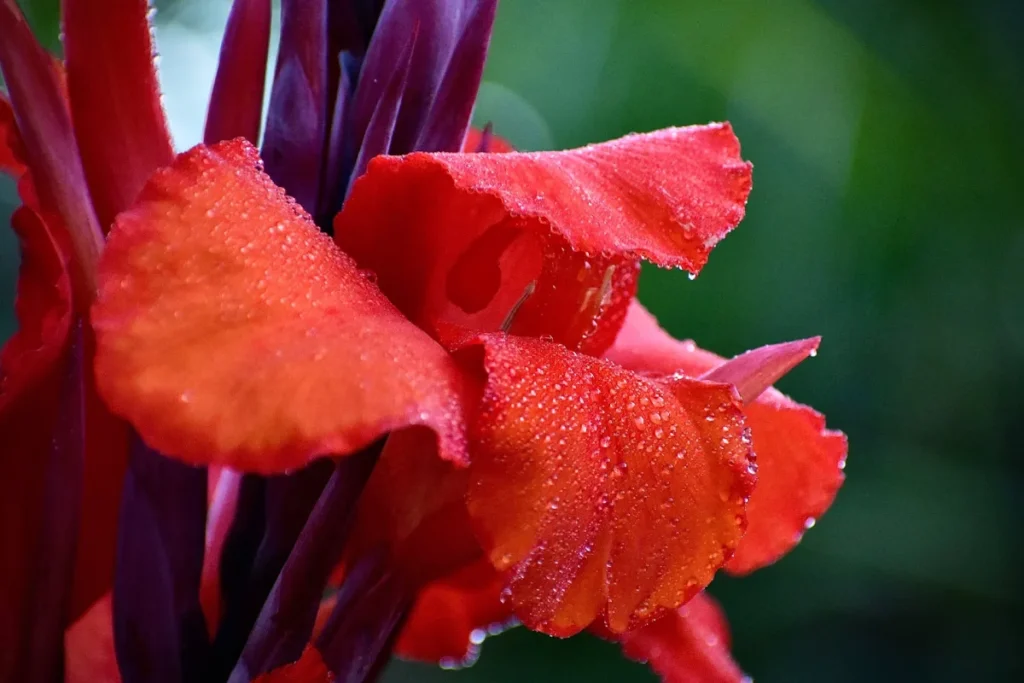 zbliżenie na liście kwiatu paciorecznika