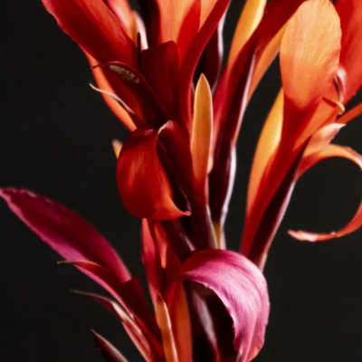 liście paciorecznika na czarnym tle