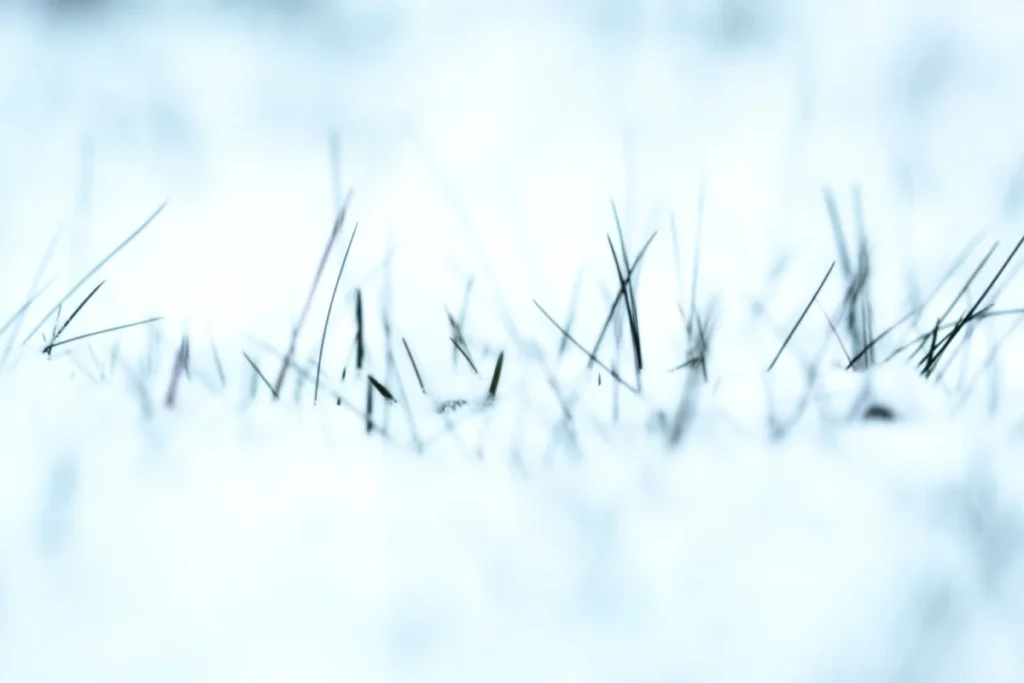 trawa pokryta śniegiem