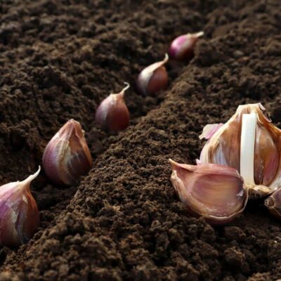 kiedy sadzić czosnek