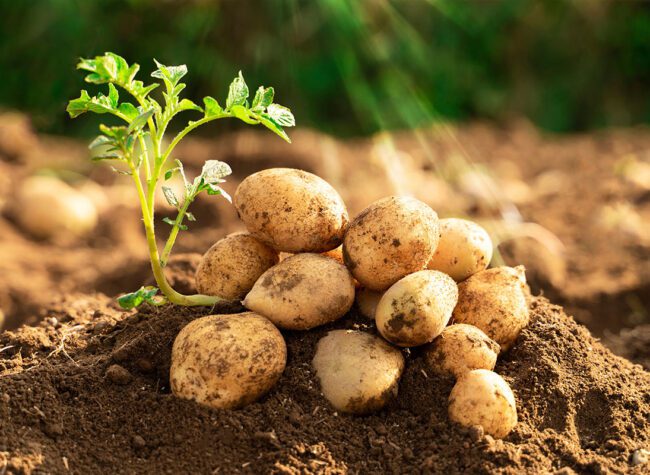 kiedy najlepiej sadzić ziemniaki