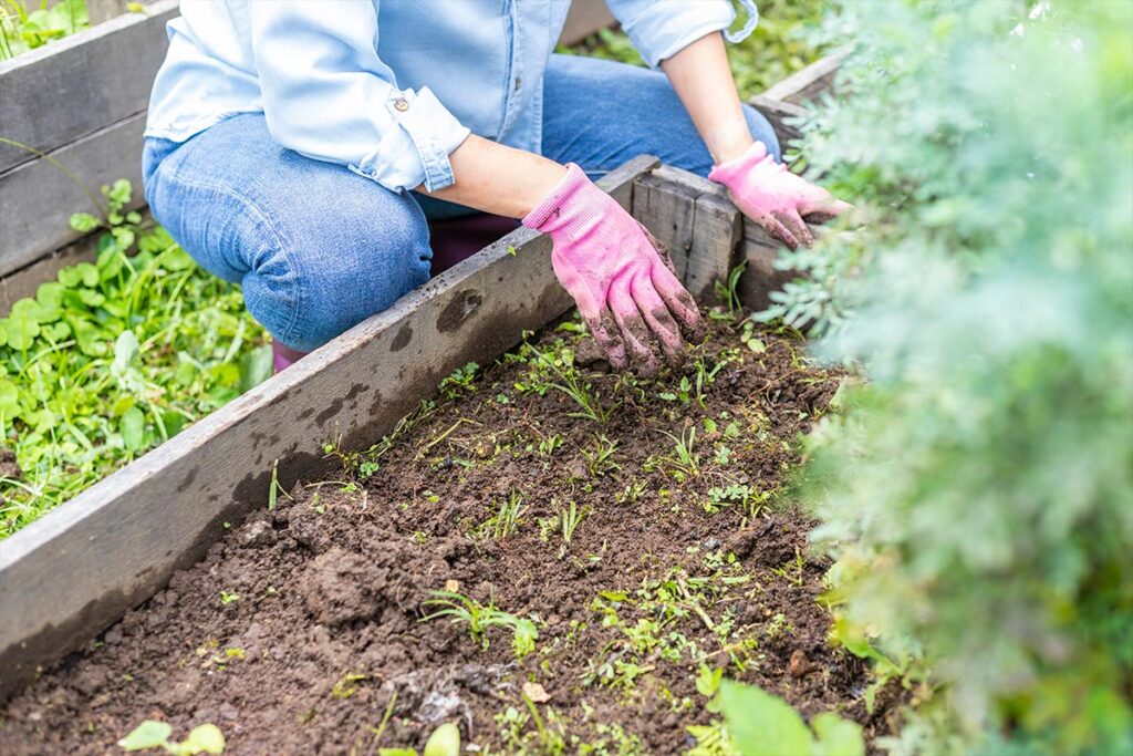 włąsny ogródek z warzywami
