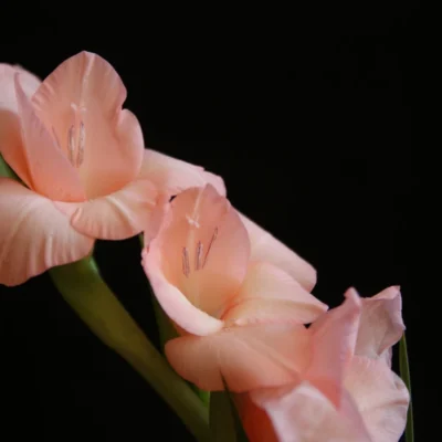 mieczyk na czarnym tle kiedy sadzić mieczyk i jak go pielęgnować