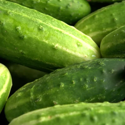 zbliżenie na ogórki gruntowe